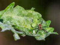 Gerandete Jagdspinne